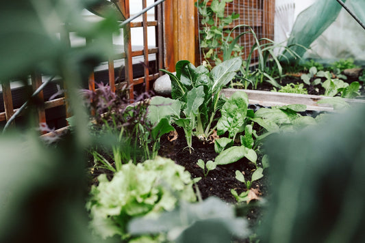 Cultivating a Beautiful and Productive Garden